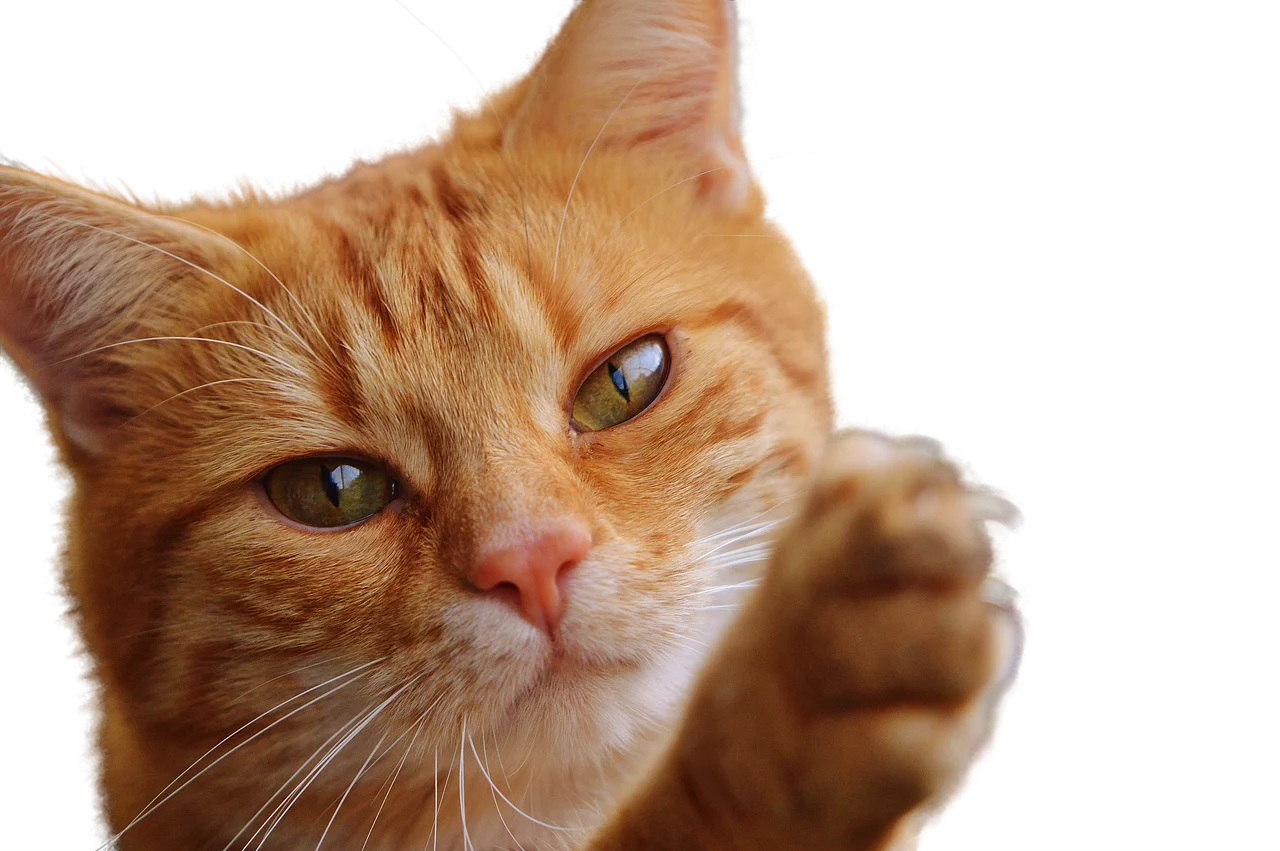 cat, isolated, feline, render, png, mascot, animal, cat face, look, whiskers, cat nose, cat eyes, feline look, animals, fauna, yellow eyes, bottomless, pet, transparent, nature, hairy, claws, little cat, cute